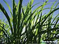 Guy Fanguy - Artist - Photographer - Guy Fanguy - Sugar Cane Farming - Louisiana (13).jpg Size: 79042 - 5